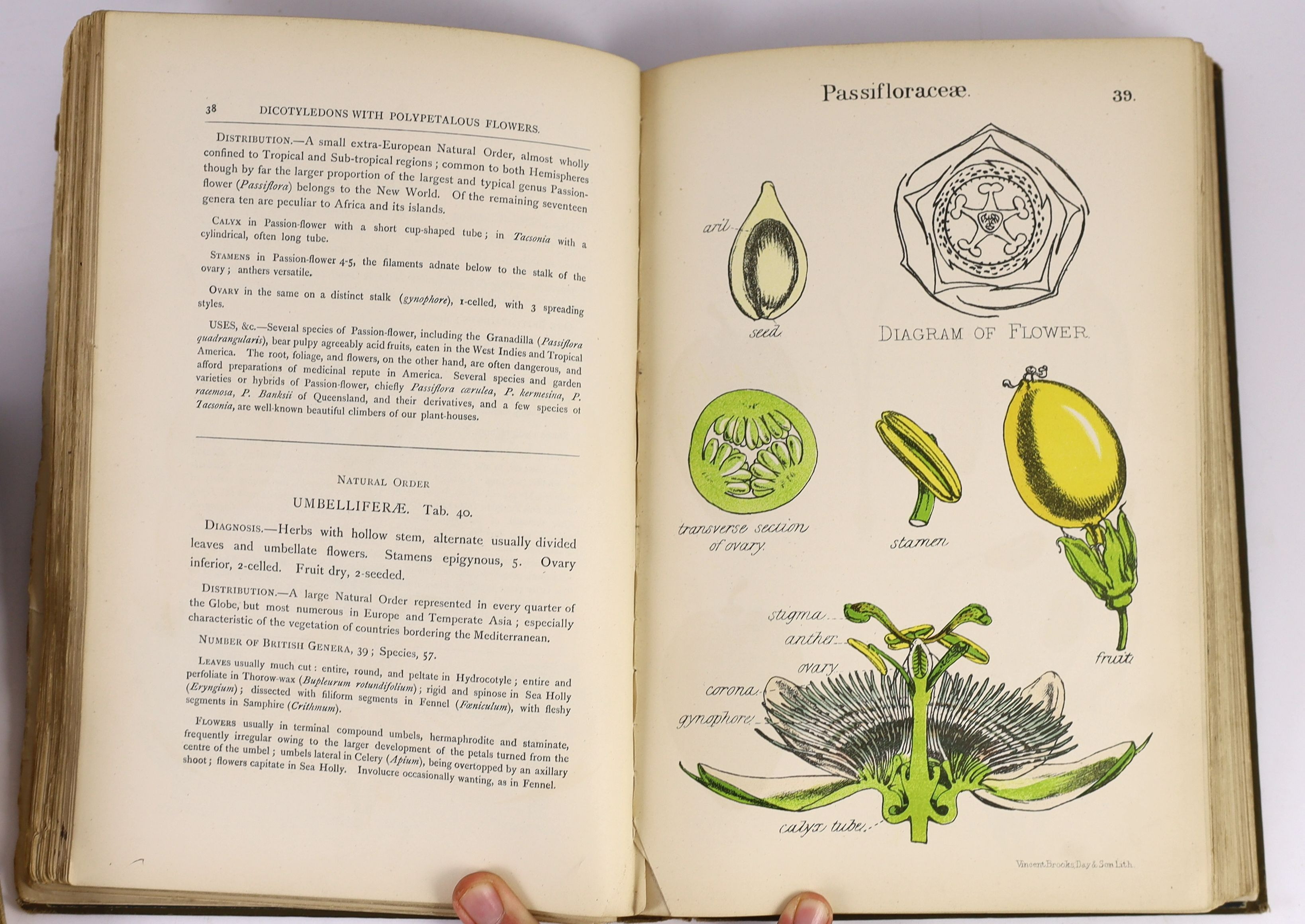 Edwards, Lionel - My Hunting Sketch Book, 4to, cloth, London, 1928; Tripp, F.E - British Mosses, vol. 2 only, 4to, cloth, London, 1874; Oliver, D - Illustrations of the Principal Natural Orders of the Vegetable Kingdom,